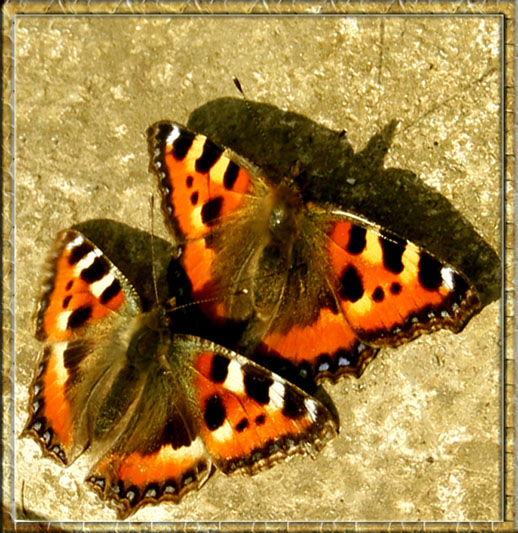 photo "Butterflies on a spring cemetery" tags: nature, macro and close-up, insect