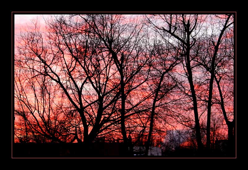 фото "Реквием по деревьям..." метки: пейзаж, природа, закат