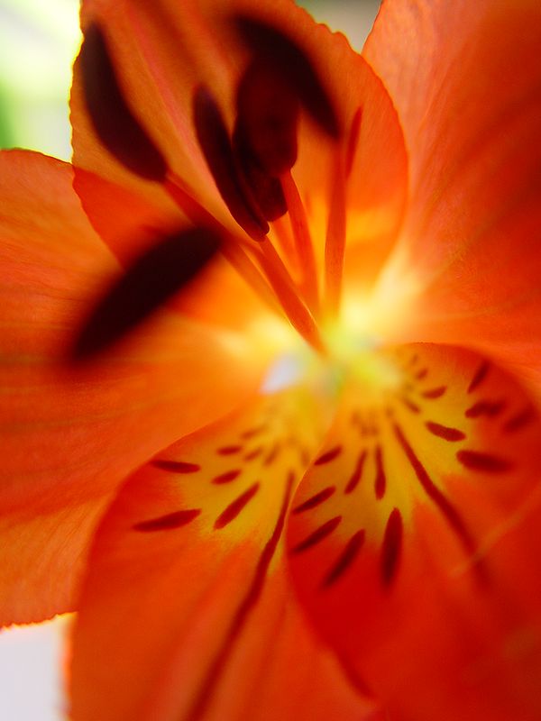 photo "***" tags: nature, macro and close-up, flowers