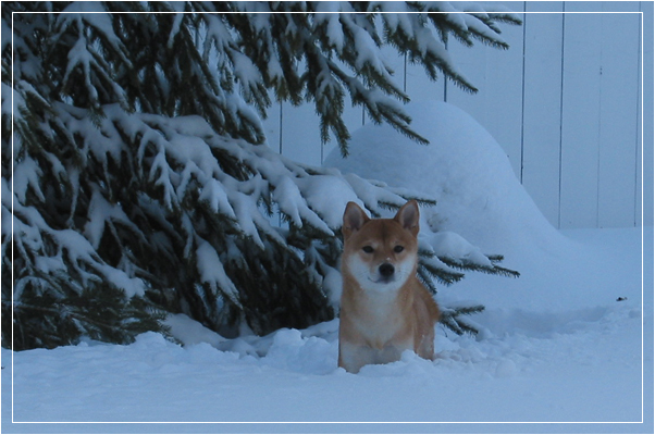 photo "The guardian (QC)" tags: reporting, nature, pets/farm animals