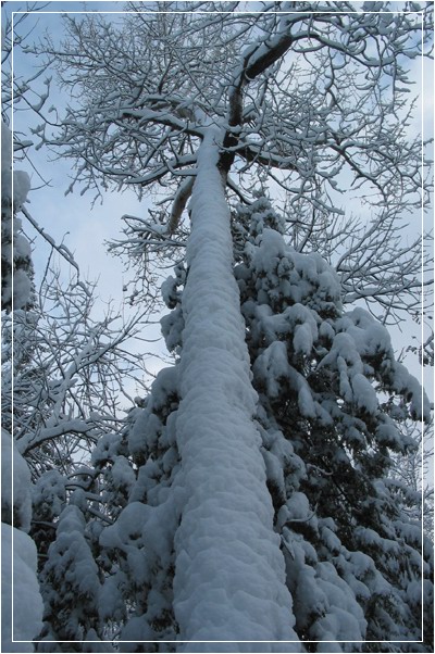 photo "The giant of the forest (QC)" tags: landscape, forest, winter