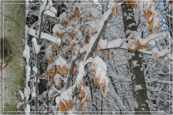 photo "Leaves and snow (QC)" tags: landscape, forest, winter