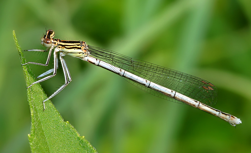 photo "Diagonal" tags: nature, macro and close-up, insect