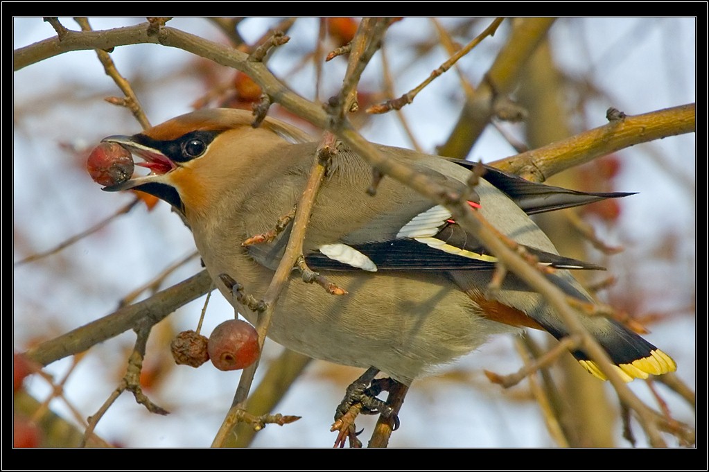 photo "waxwings" tags: , 