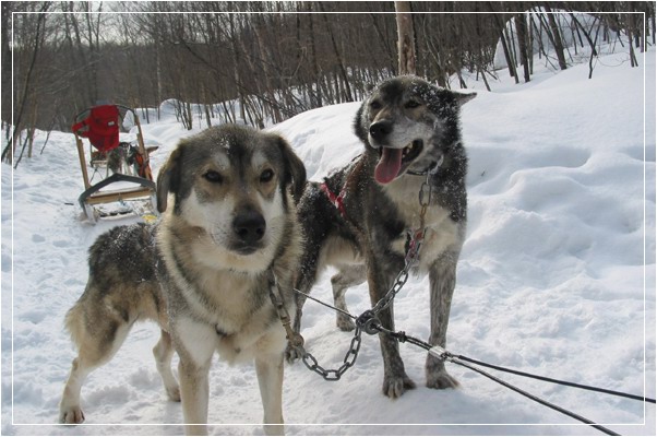 photo "Dogs (QC)" tags: travel, nature, North America, pets/farm animals