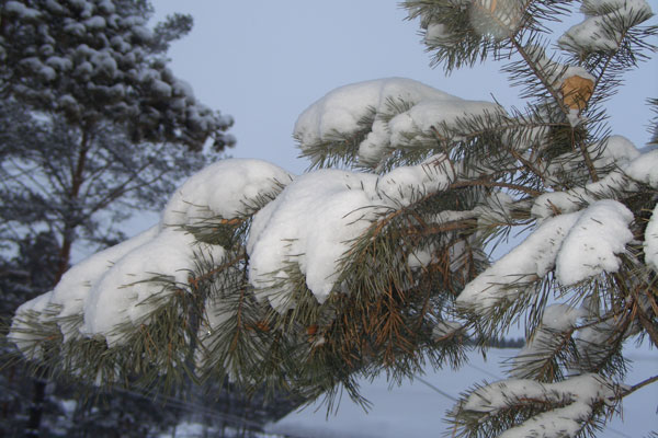 photo "***" tags: landscape, winter