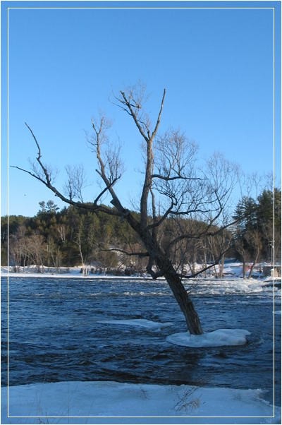 photo "Lonely tree (ON)" tags: landscape, forest, winter