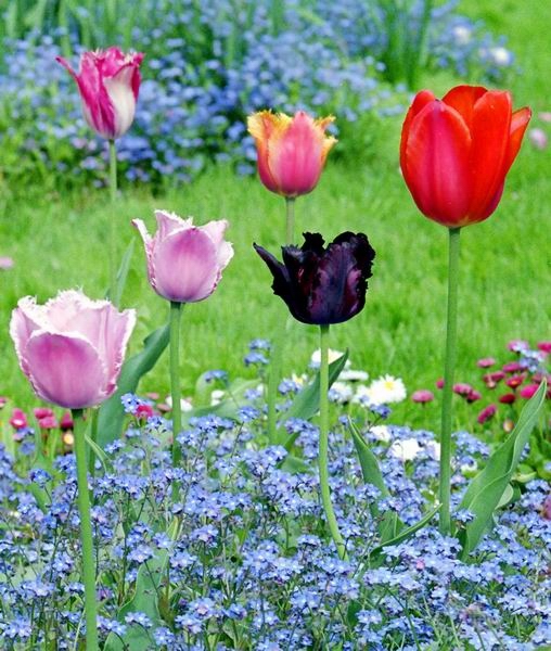 фото "Тюльпаны с незабудками" метки: природа, цветы