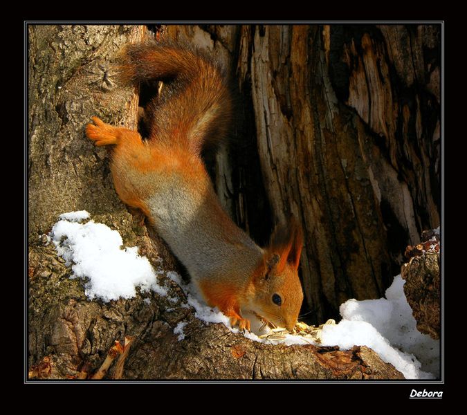 фото "И снова я!!!" метки: природа, дикие животные