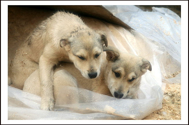 photo "Tender awakening" tags: nature, genre, pets/farm animals