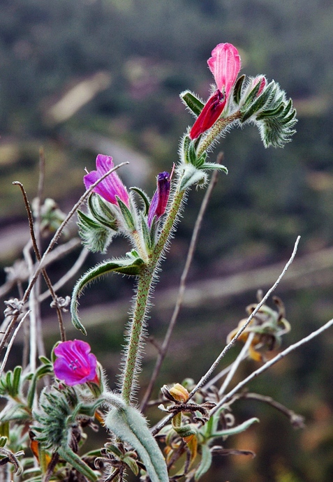 photo "Shaggy Charm" tags: nature, macro and close-up, flowers