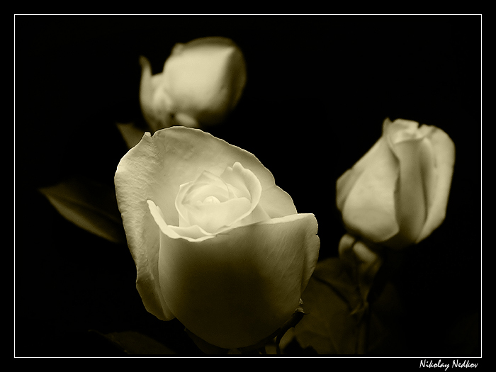 photo "(*)" tags: macro and close-up, nature, flowers