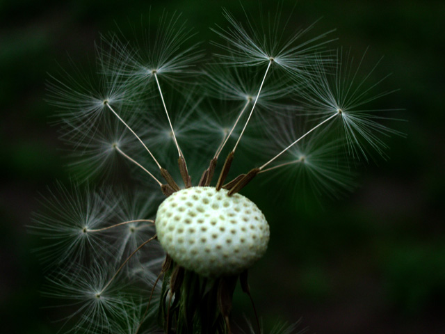 photo "***" tags: macro and close-up, abstract, 