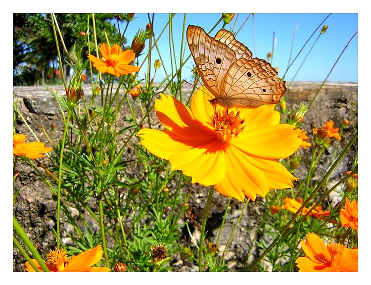 фото "Butterfly 2" метки: природа, насекомое, цветы