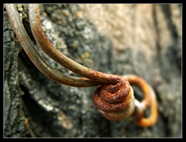 photo "***" tags: abstract, macro and close-up, 