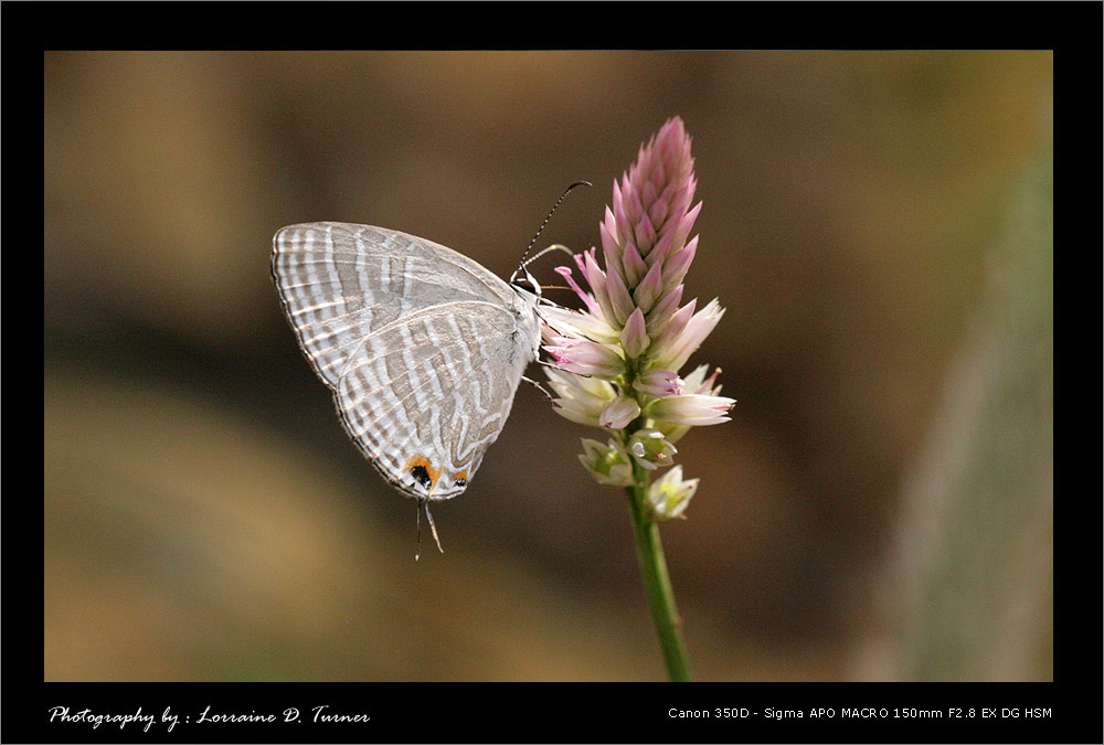 photo "Butterfly" tags: nature, macro and close-up, insect