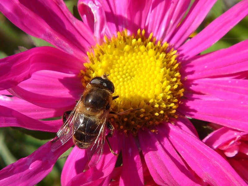 photo "flower" tags: nature, flowers