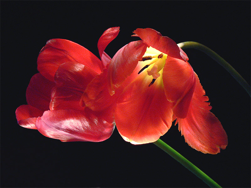 фото "Тюльпаны" метки: природа, натюрморт, цветы