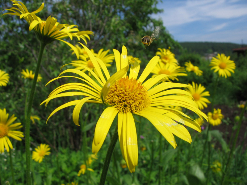 photo "summer" tags: nature, flowers