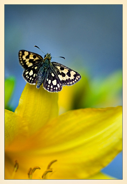 photo "***" tags: macro and close-up, nature, insect