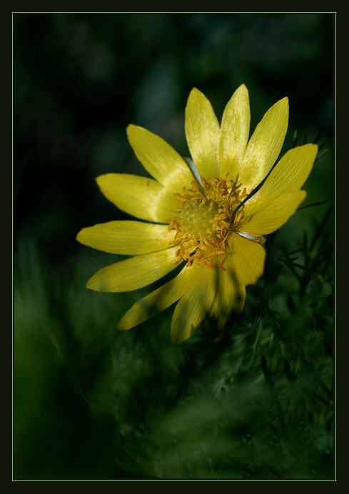 photo "***" tags: nature, flowers