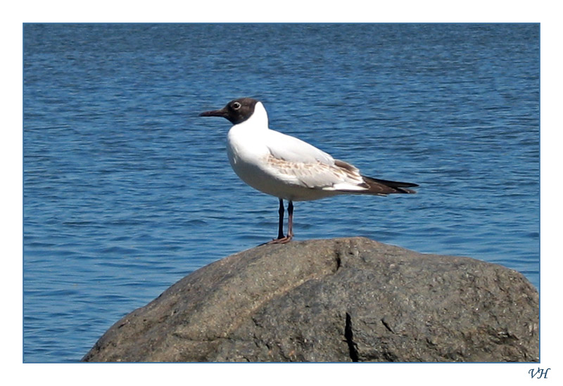 photo "The gull" tags: nature, wild animals