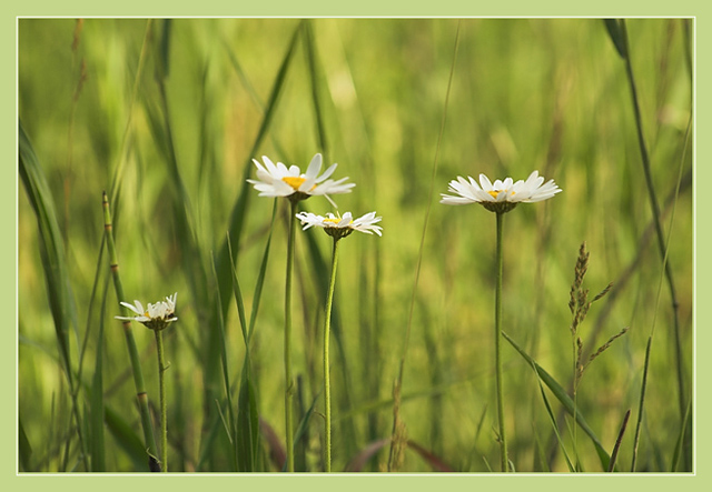 photo "***" tags: nature, flowers