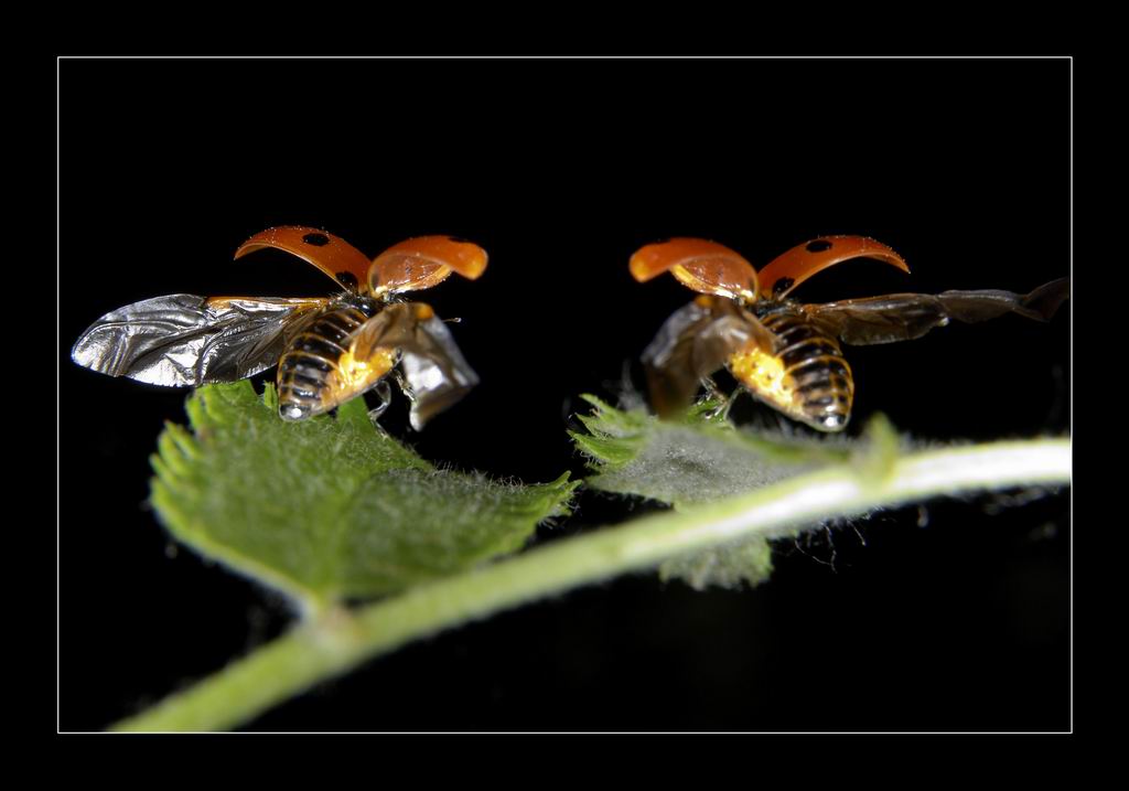 фото "Низкий старт" метки: макро и крупный план, природа, насекомое