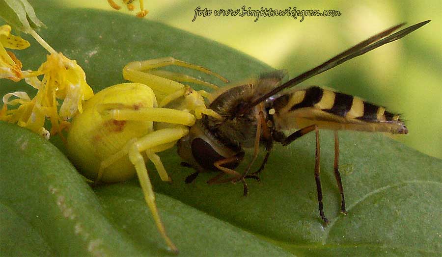 photo "brekfust  is  served" tags: nature, insect