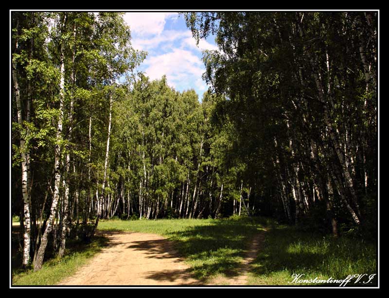 photo "***" tags: landscape, nature, forest