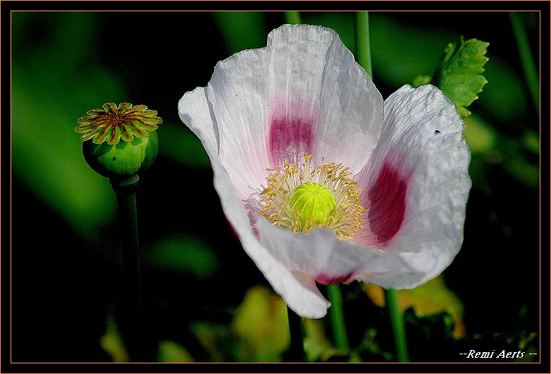 photo "papaver" tags: nature, macro and close-up, flowers