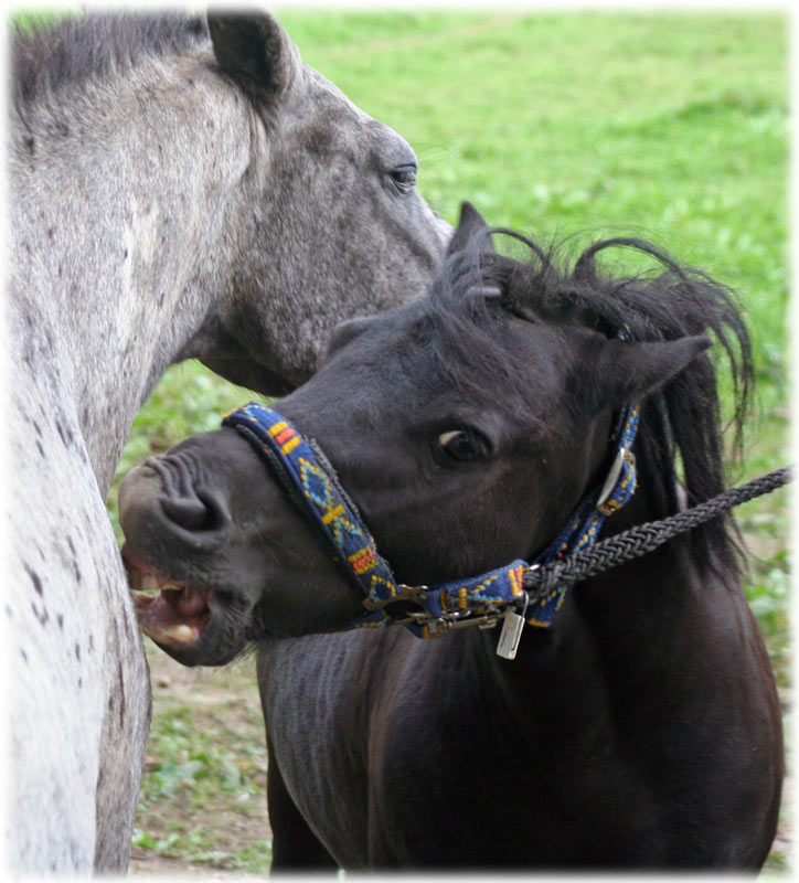 фото "You bite me -- i bite you.." метки: природа, домашние животные