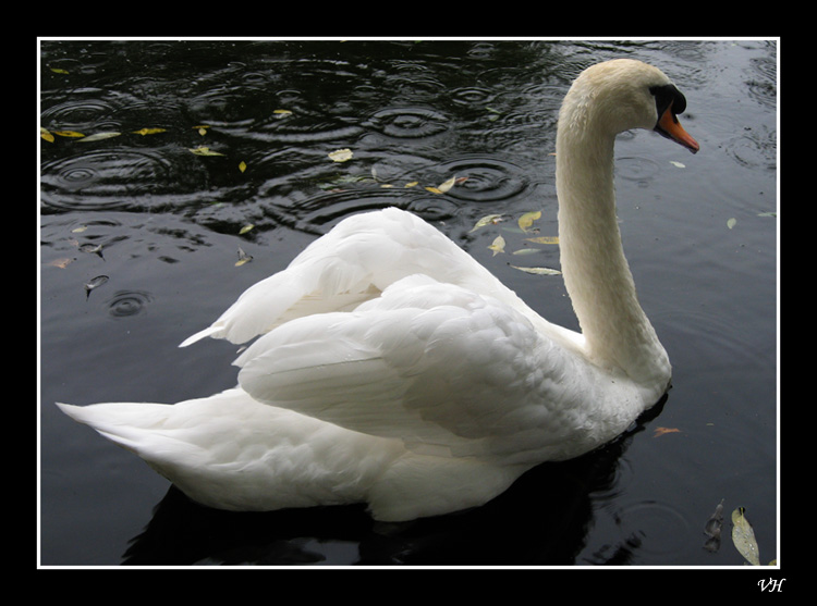 фото "Swan" метки: природа, пейзаж, вода, дикие животные