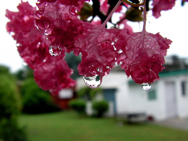 photo "Monsoon in my house" tags: macro and close-up, nature, flowers