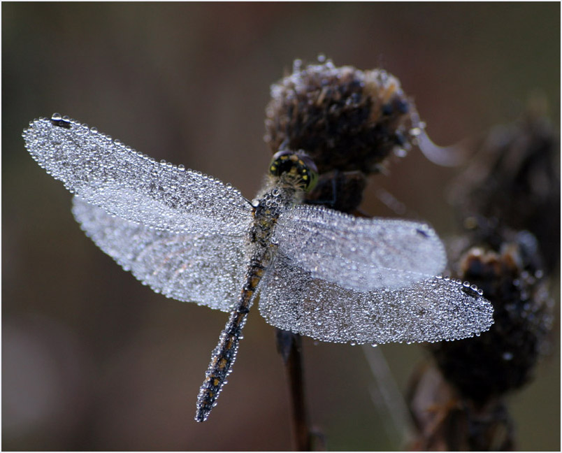 photo "***" tags: macro and close-up, 