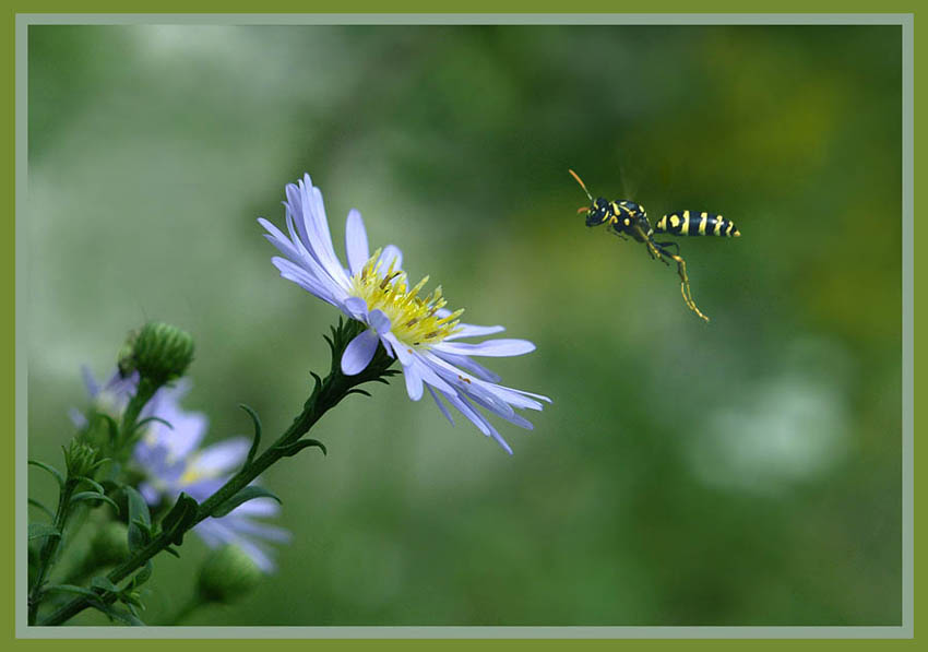 photo "***" tags: nature, macro and close-up, flowers