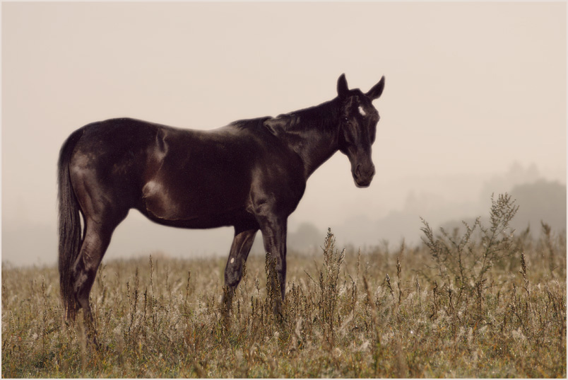 photo "***" tags: nature, pets/farm animals