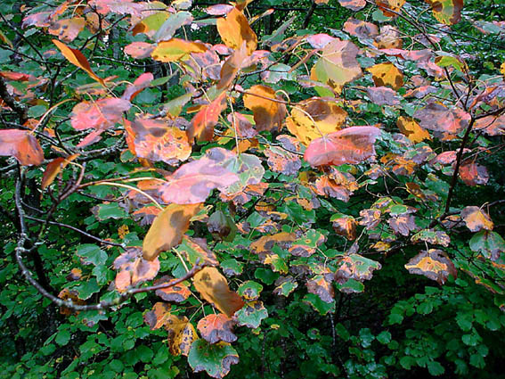 photo "All autumn colors" tags: landscape, autumn