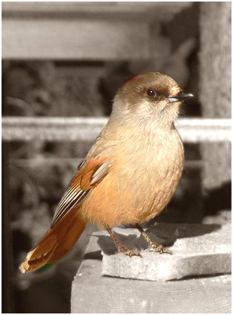 photo "Siberian Jay (Perisoreus infaustus)" tags: nature, wild animals