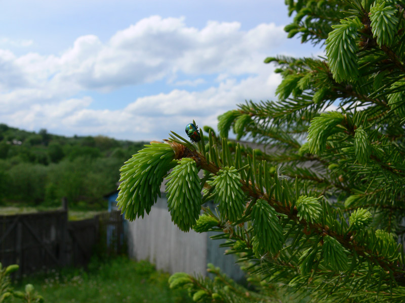 photo "***" tags: landscape, spring