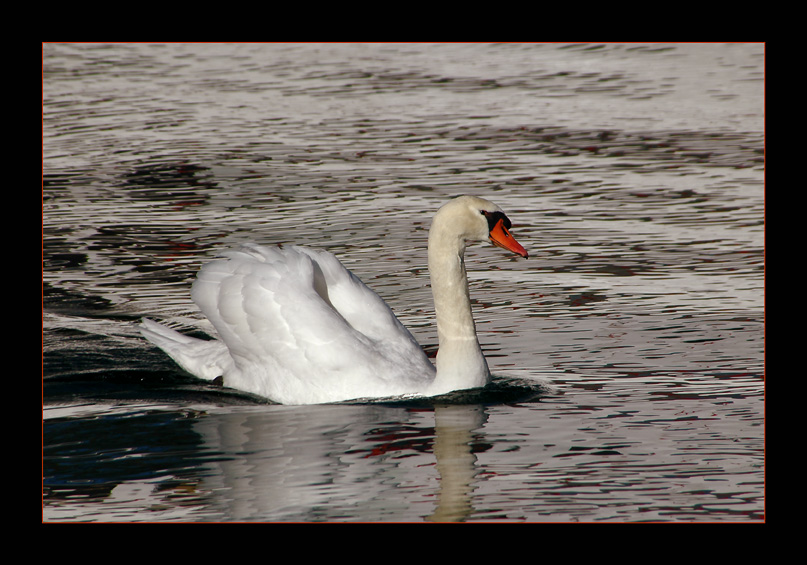 photo "Swan See 2" tags: nature, landscape, wild animals