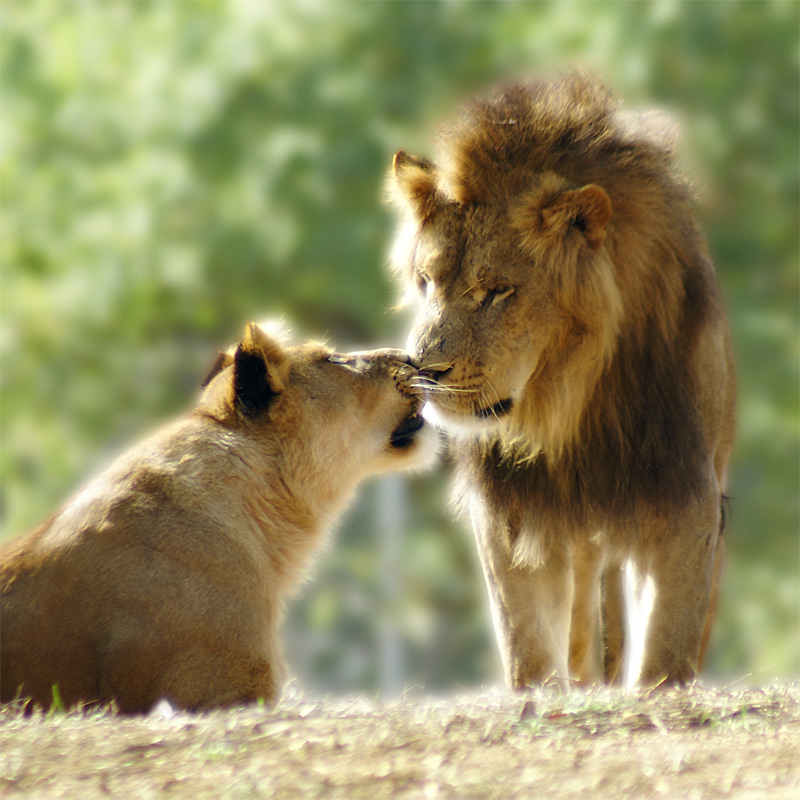 Картинки львы и львицы любовь и нежность