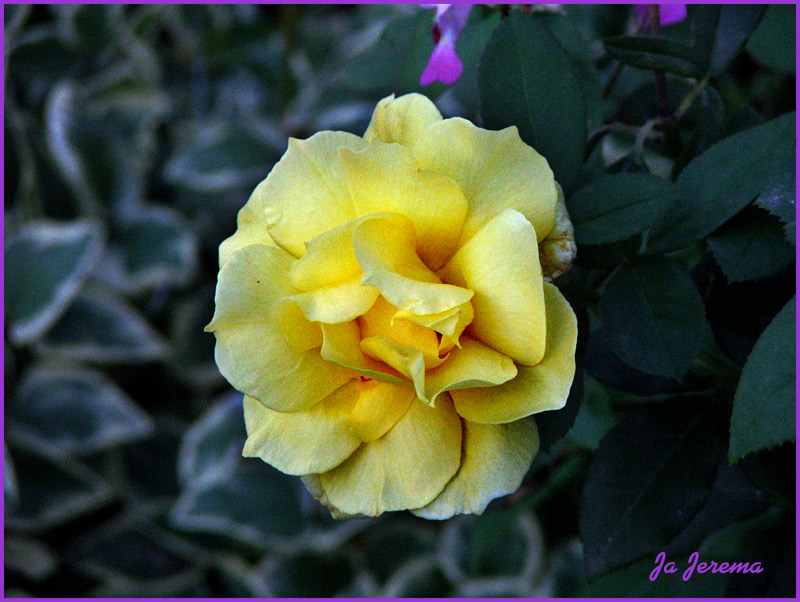 photo "rose in my garden" tags: nature, flowers