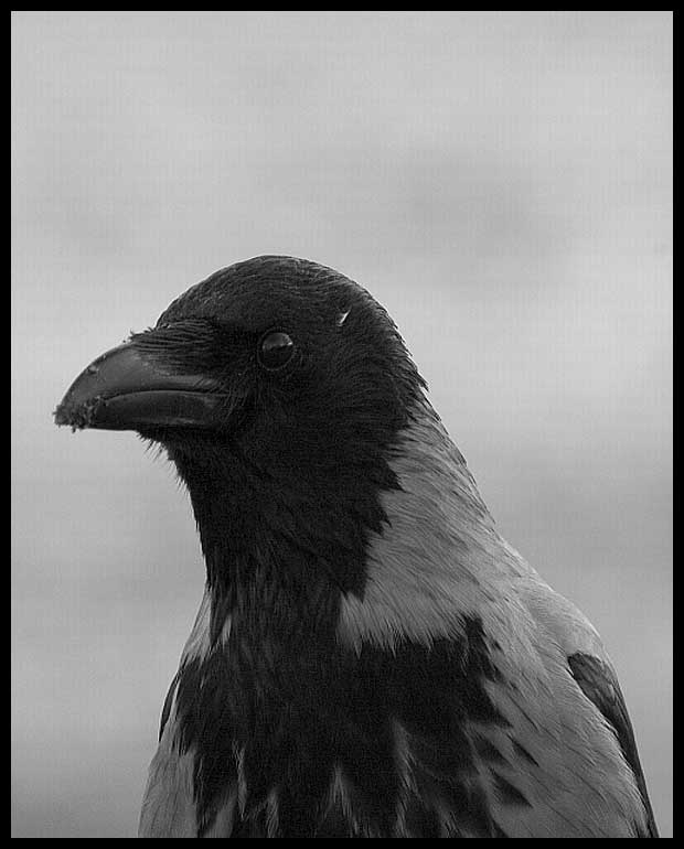 Черно белая ворона