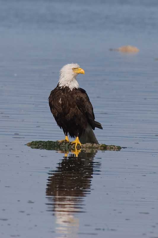 photo "***" tags: nature, wild animals