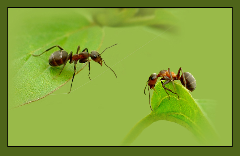 photo "***" tags: nature, macro and close-up, insect