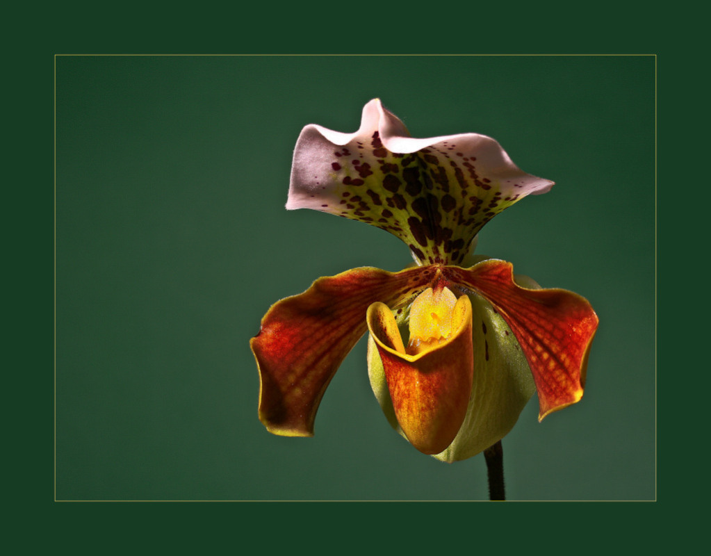 фото "Paphiopedilum" метки: макро и крупный план, 