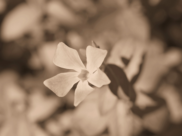 photo "Simply ..... a leaf." tags: macro and close-up, 