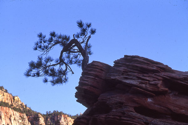 фото "Zion" метки: пейзаж, лето