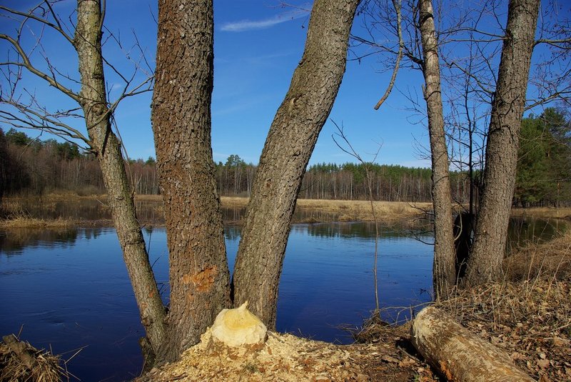 photo "Here there live beavers" tags: landscape, nature, spring